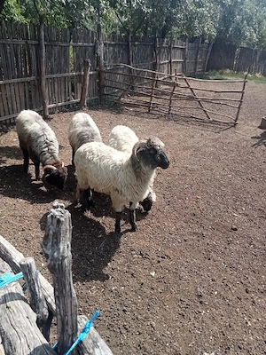 Vand oi cine dorește 