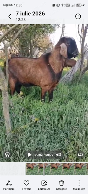 Vând țap foarte bun de prăsilă! - imagine 2