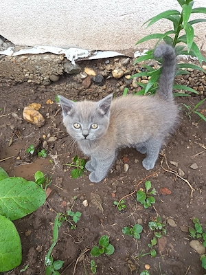 pisici british shorthair - imagine 2