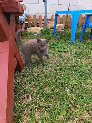 pisici british shorthair - imagine 3