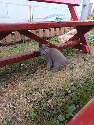 pisici british shorthair - imagine 4