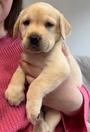 Labrador Golden  - imagine 3