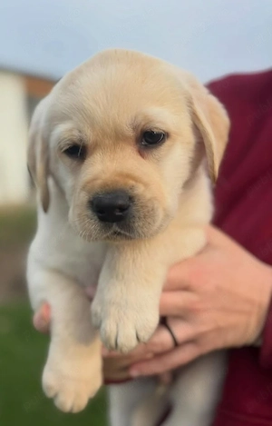 Labrador Golden 