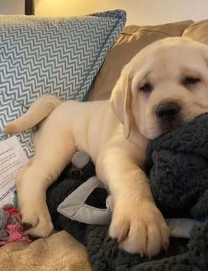 Labrador Golden  - imagine 2
