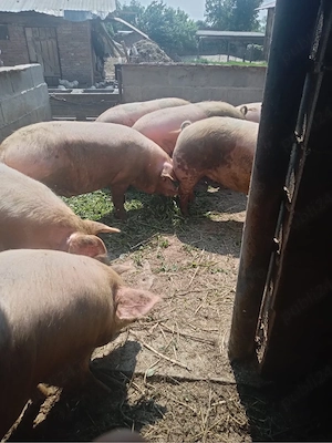 Porci de vanzare 