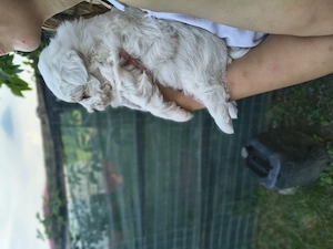Bichon Maltez caută căsuța nouă  - imagine 5