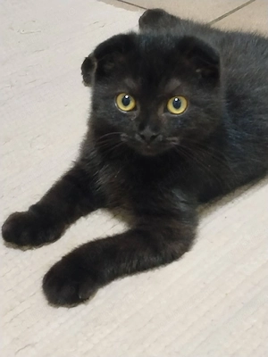 Motanei scottish fold short hair