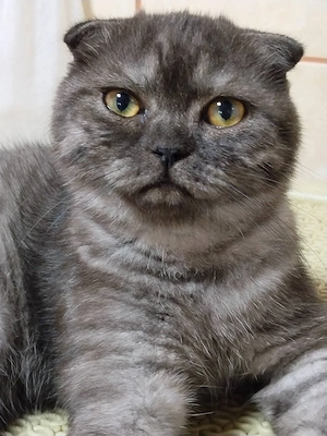 Motanei scottish fold short hair - imagine 5