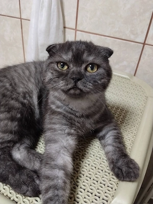 Motanei scottish fold short hair - imagine 2