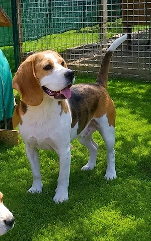 Femela Beagle tricolor