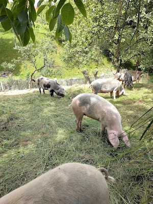 Porci de vânzare, diferite m rimi - imagine 5