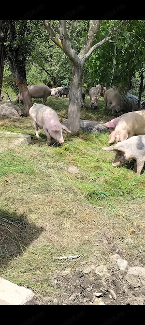 Porci de vânzare, diferite m rimi - imagine 3