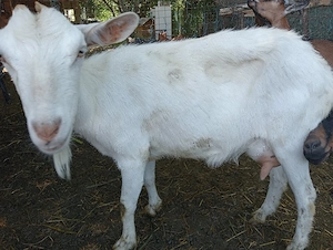 Vând capră Saanen 
