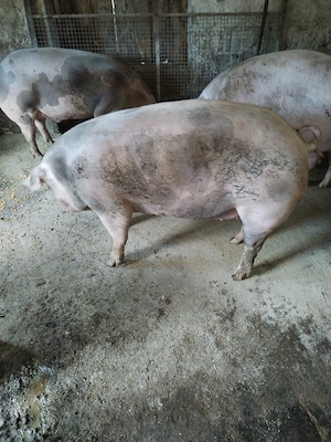 Vind porci