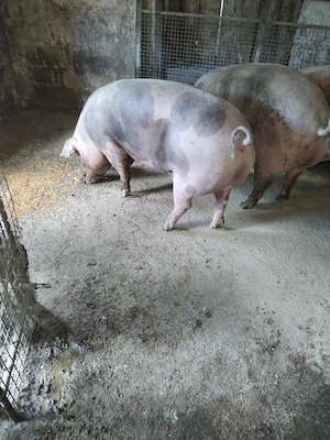 Vind porci - imagine 3