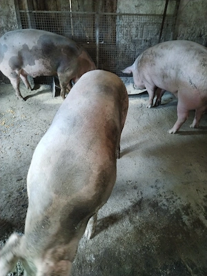Vind porci - imagine 2