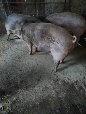 Vind porci - imagine 5