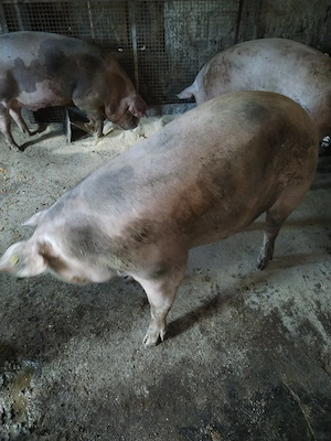 Vind porci - imagine 4