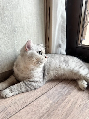 Motan British shorthair  - imagine 2