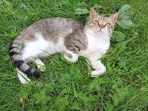 Donez pisică motan tânăr