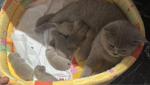Pui pisica british shorthair lilac