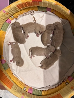 Pui pisica british shorthair lilac - imagine 4