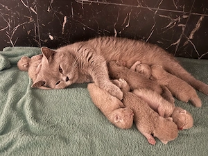 Pui pisica british shorthair lilac - imagine 3
