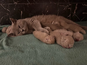 Pui pisica british shorthair lilac - imagine 2
