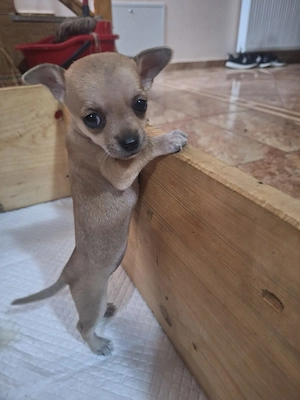 Cățele Chihuahua - imagine 5