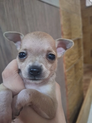 Cățele Chihuahua - imagine 2