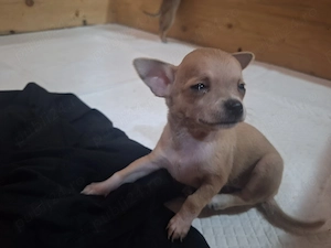Cățele Chihuahua - imagine 4