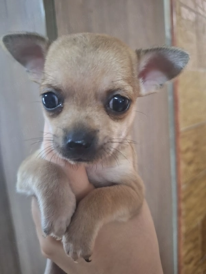 Cățele Chihuahua