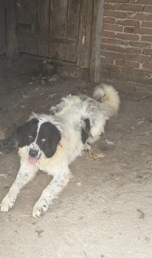 Caine Ciobanesc de Bucovina de vanzare 