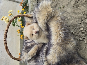Femele chow chow - imagine 2