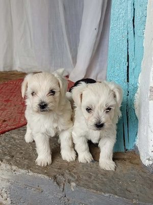 Vand Bichon Maltez - imagine 2