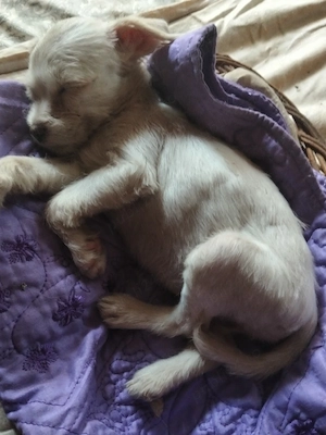 Chihuahua, prietenul ideal!  - imagine 3