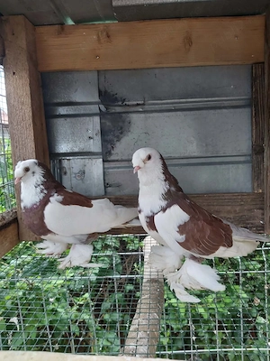 Porumbei albanezi