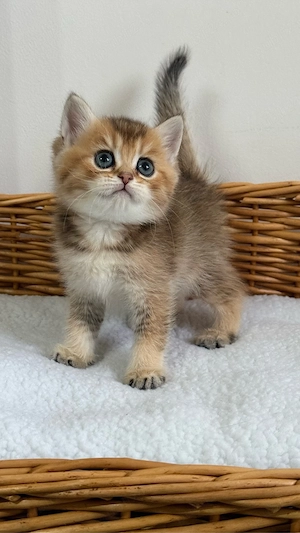 British shorthair Femela ( Pedigree de TOP )  - imagine 4