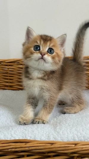 British shorthair Femela ( Pedigree de TOP )  - imagine 3