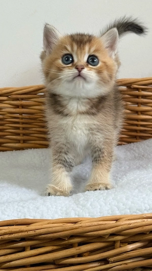 British shorthair Femela ( Pedigree de TOP )  - imagine 5
