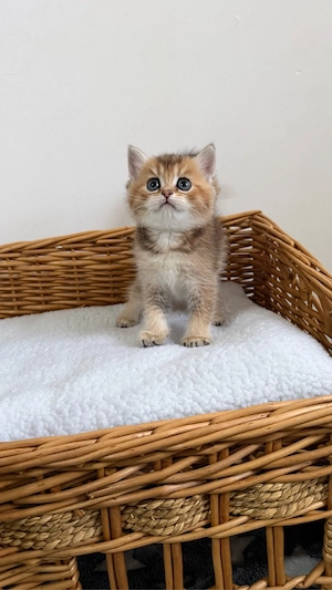 British shorthair Femela ( Pedigree de TOP )  - imagine 2