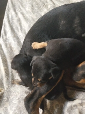 Pincer, prietenul ideal - imagine 3
