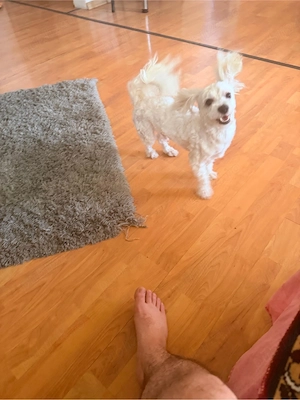vand URGENT bichon maltez  - imagine 2