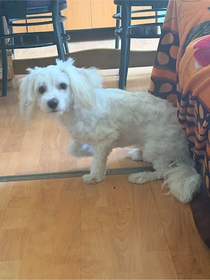 vand URGENT bichon maltez  - imagine 3