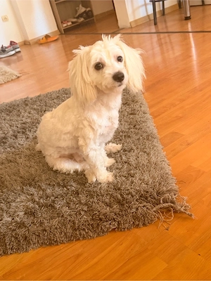 vand URGENT bichon maltez  - imagine 4