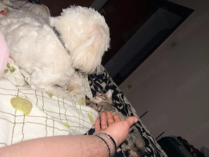 vand URGENT bichon maltez 