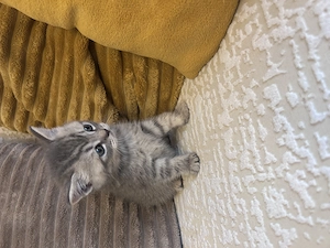British Silver Tabby - imagine 2