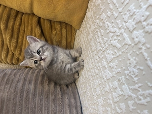 British Silver Tabby - imagine 3