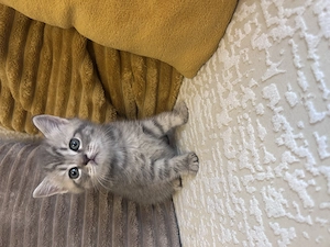 British Silver Tabby