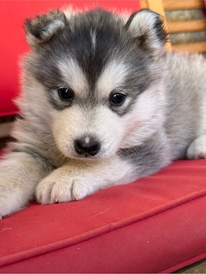 Cățelușă Husky Siberian   6 săptămâni (rasa pură) - imagine 4